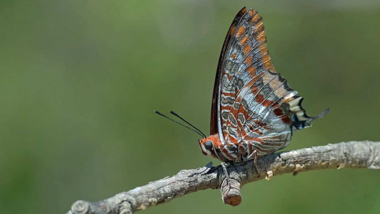 İzmirin kelebekleri  [ Butterflies of Izmir ]