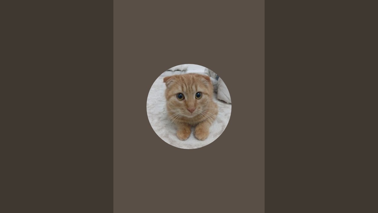 CUTECATSMOM в прямом эфире!