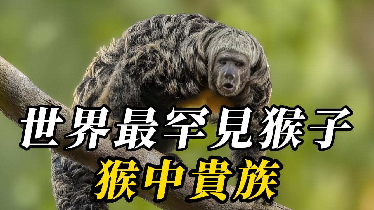 全世界最稀有的10種猴子，第七名被列爲重點保護生物，全球不足200只！第壹名稀有程度與中國大熊貓比肩，被稱神農架最神秘生物！#世界之最 #动物 #科普 #百科密码 #知识渊博 #动物世界