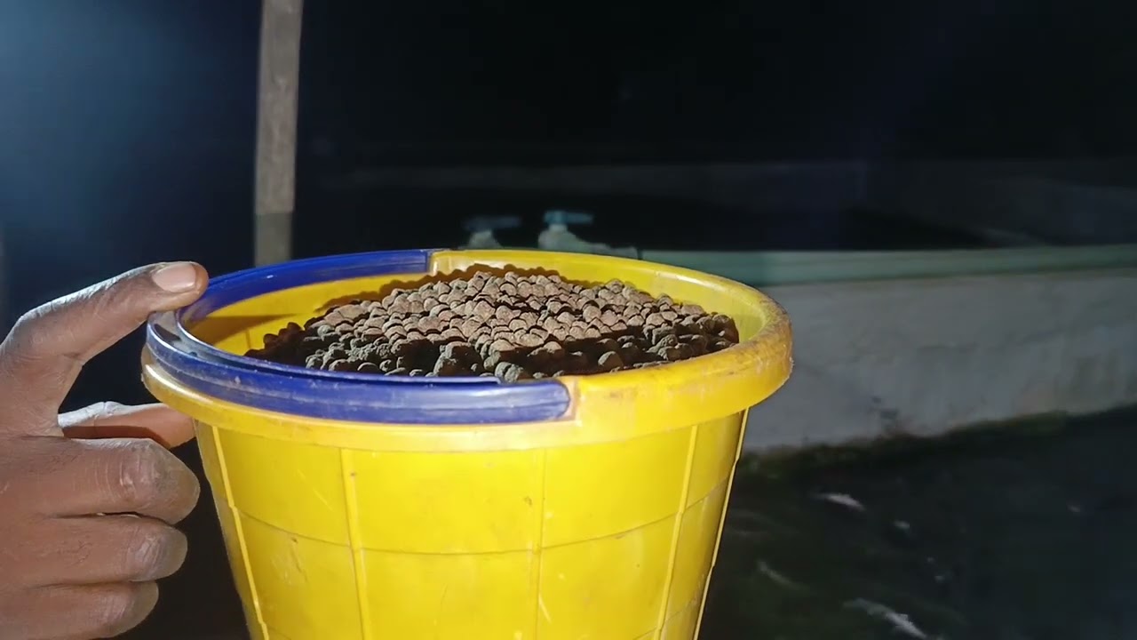 Night Catfish feeding routine for all our active 3 ponds