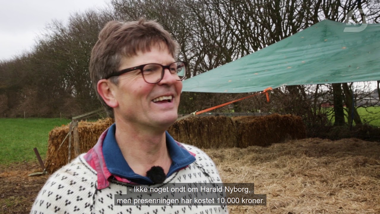 Læsejl til kvæg på vintergræs
