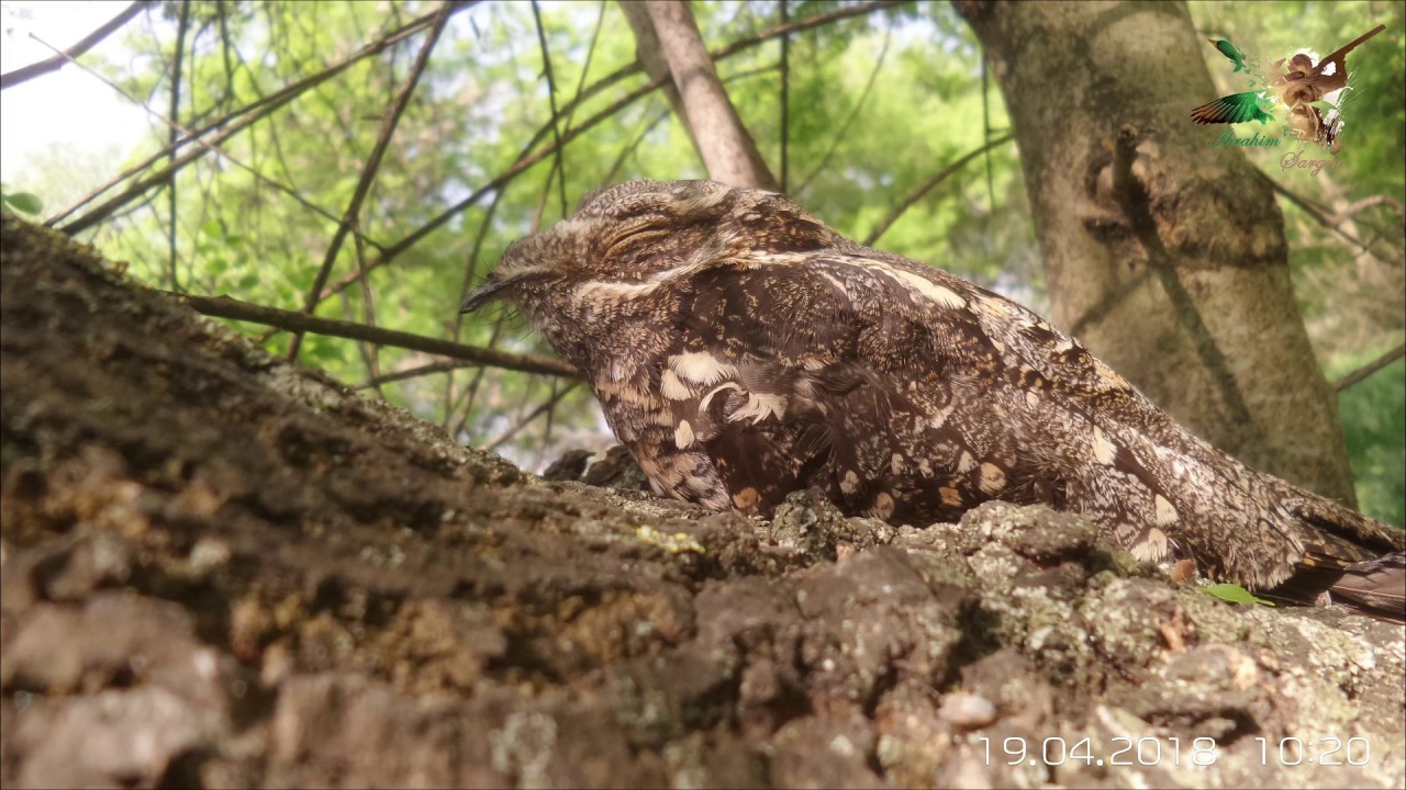 Kamuflaj ustası - Çobanaldatan kuşu - Caprimulgus europaeus