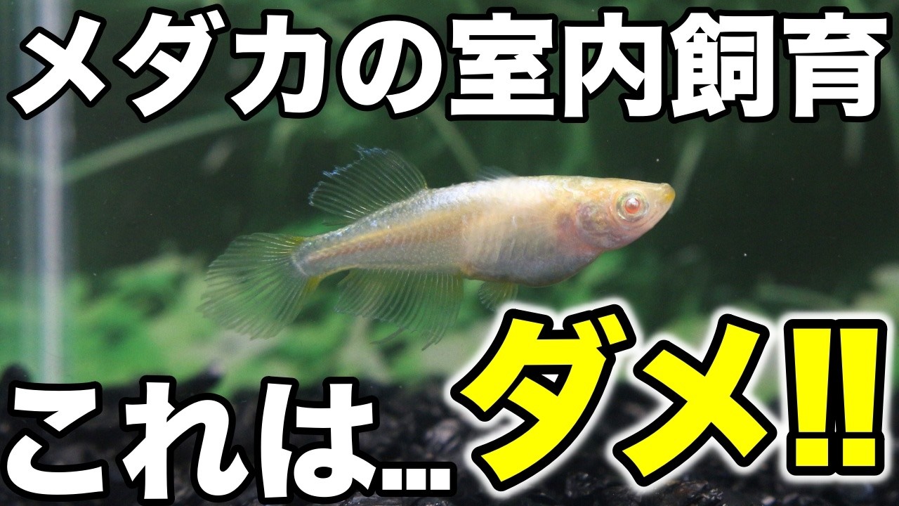 メダカの室内飼育でやってはいけないこと３選！理由と対策を解説します！