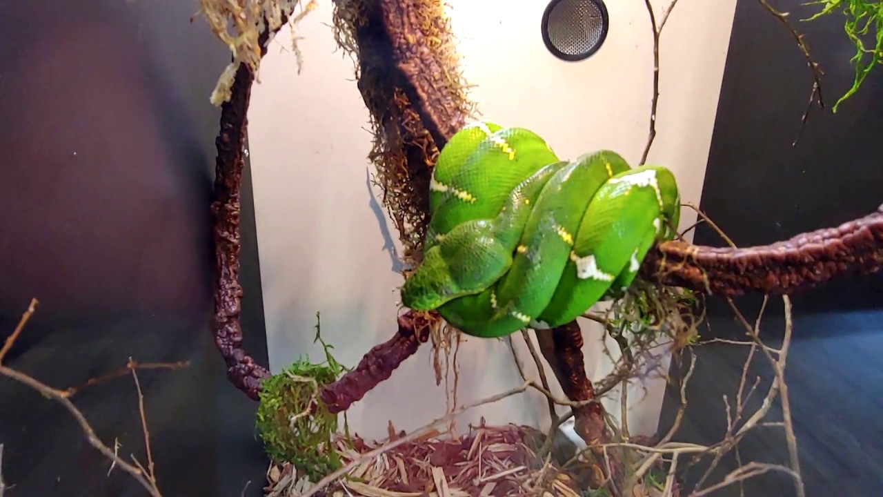 Cold Blooded and Bizarre Store Tour!