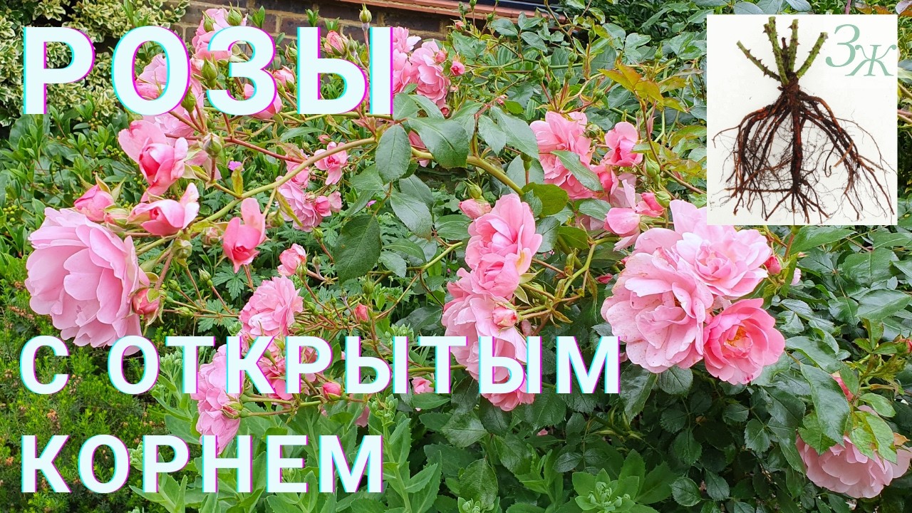 Розы с открытой корневой системой. Посадка розы с ОКС, углубление  прививки