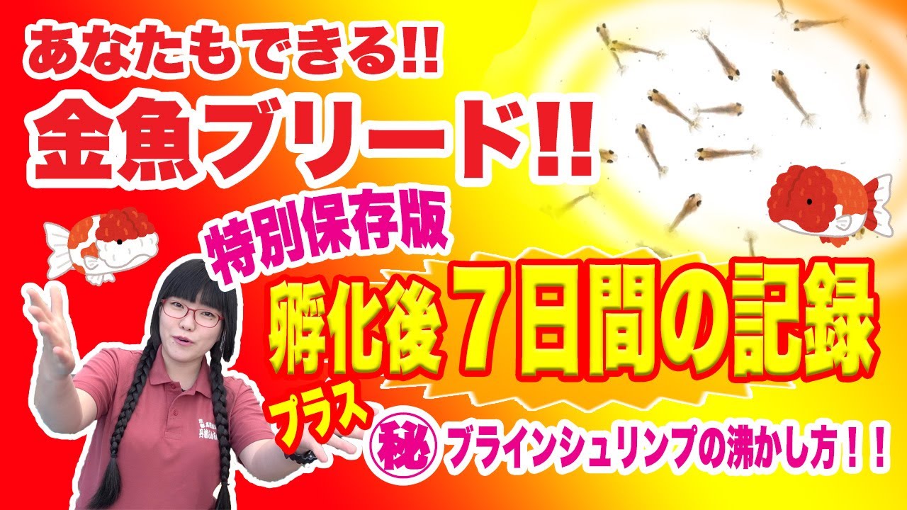 金魚らんちゅうブリード方法‼【孵化後7日間】＋【ブラインシュリンプの沸かし方】永久保存版シリーズ第2弾!!