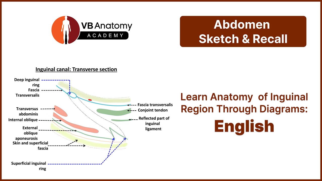 Anatomy of Direct Inguinal Hernia | Abdomen Surgical Anatomy Series