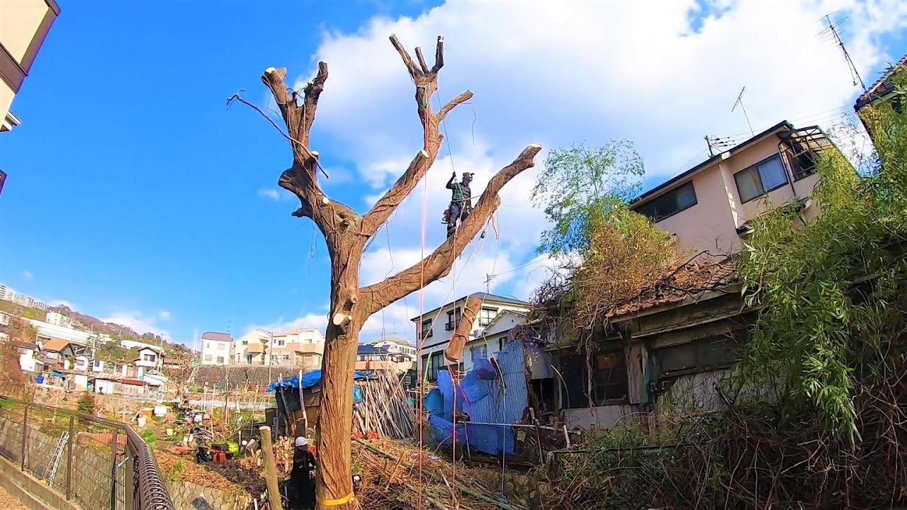 【河川】もうすぐ枝が両脇の住宅に接触しそうな大木の特殊伐採♪　宝塚市