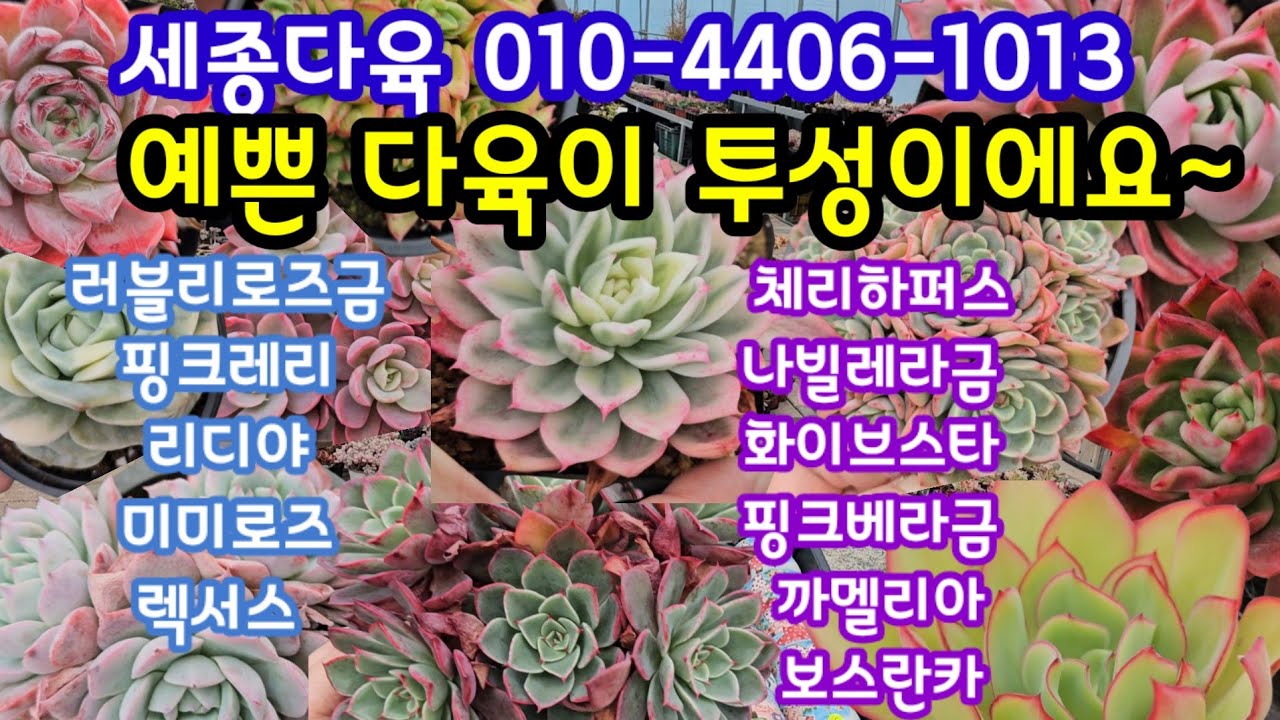 다육이 쇼핑 🛍#세종다육 010-4406-1013 (25.1.6)🌸예쁜 다육이 투성이 군생 수형 색감 사이즈 가격까지 흠잡을대가 없네요 ~👌