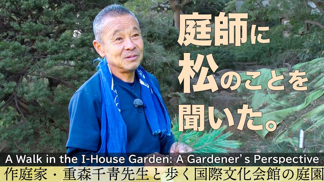 国際文化会館の庭園～秋：庭師に松のことを聞いた /A Walk in the I-House Garden in Autumn: A Gardener’s Perspective