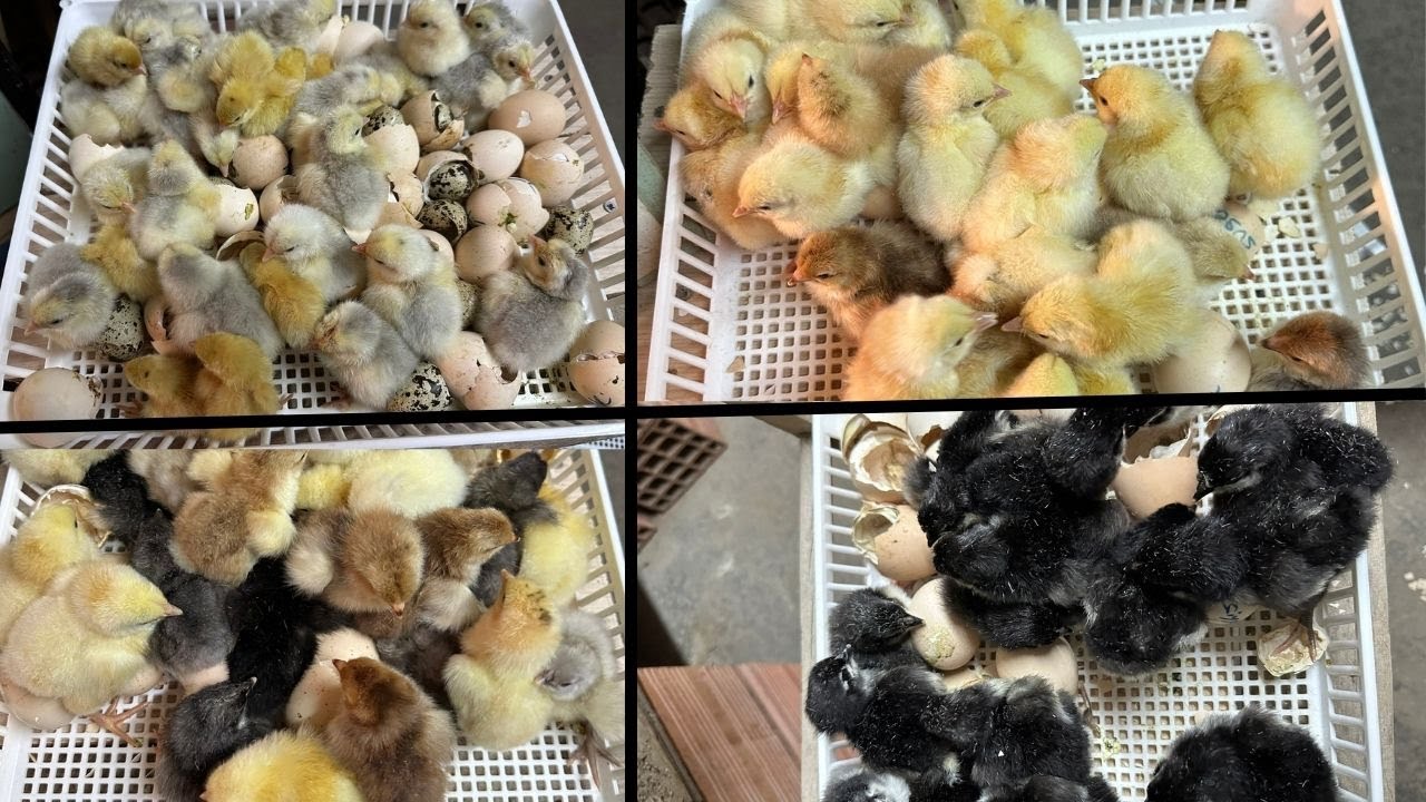 ÖYLE BİR CİVCİV ÇIKTI Kİ HER SEPET CİVCİV DOLU - ÜRETİME DEVAM