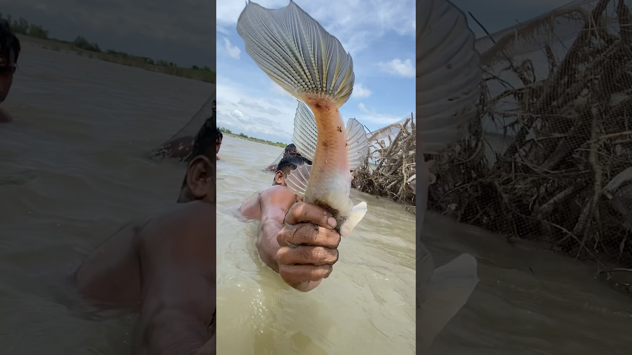 Unbelievable Big Fish Caught in Jamuna River #shortsfeed #shortfishing