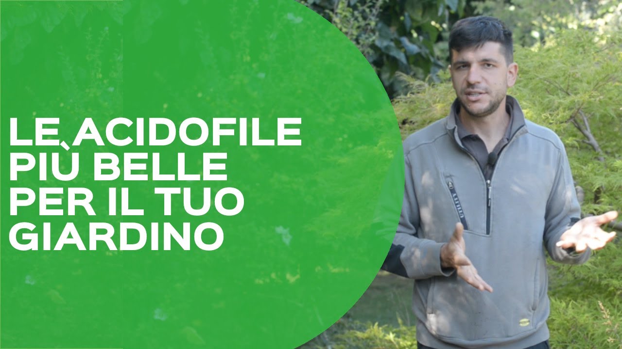 Come scegliere le piante acidofile per giardino o balcone