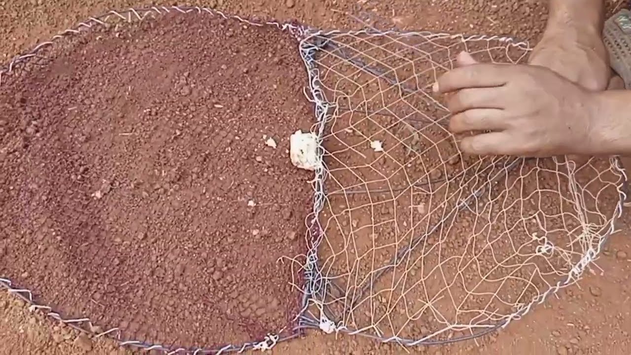 اسهل طريقة لصيد طيور  بالفخ بسيط وفعال Pigeon trap Hunting