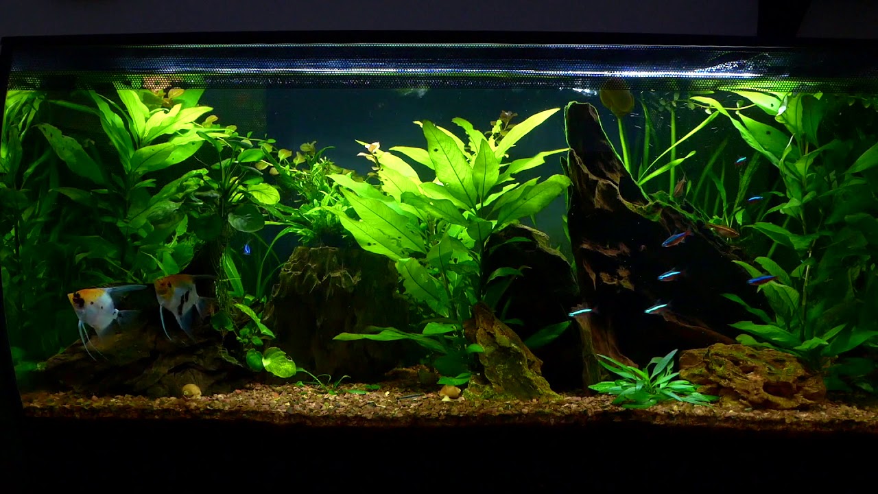 Fluval Flex. 32.5 gal. take two, less reflections