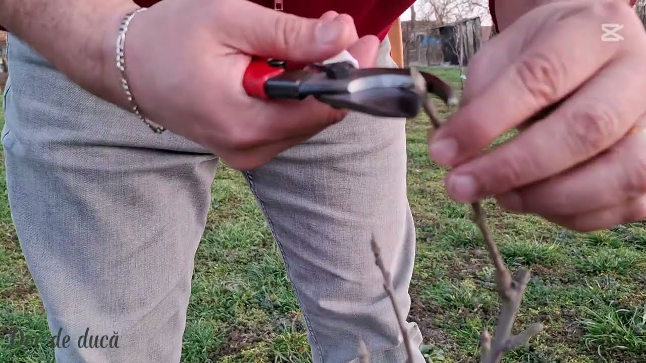 Formarea coroanei la măr după 1 an de vegetație