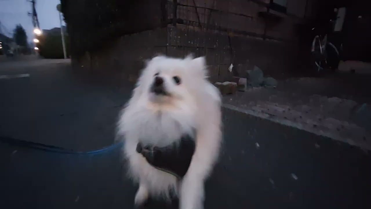 2026年2月25日水曜日　ポメラニアン？🐶　お散歩　テテ！