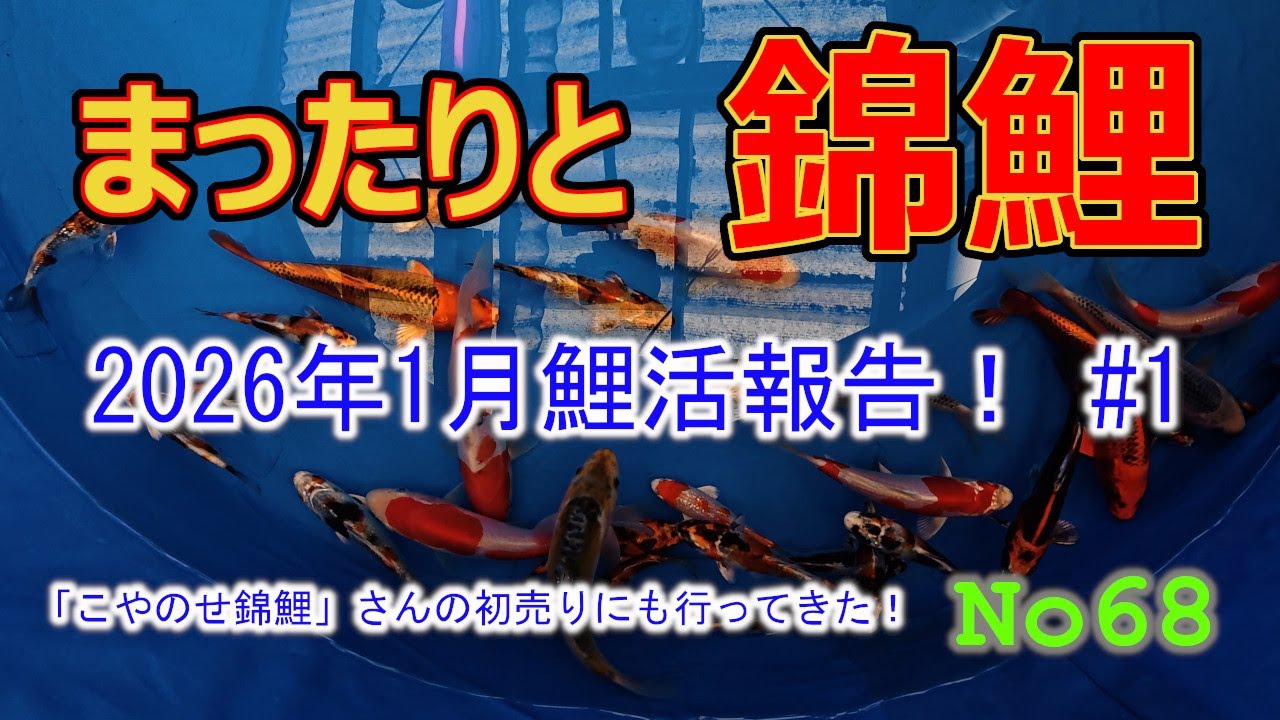 まったりと錦鯉No68【2026年1月鯉活報告！ #1】