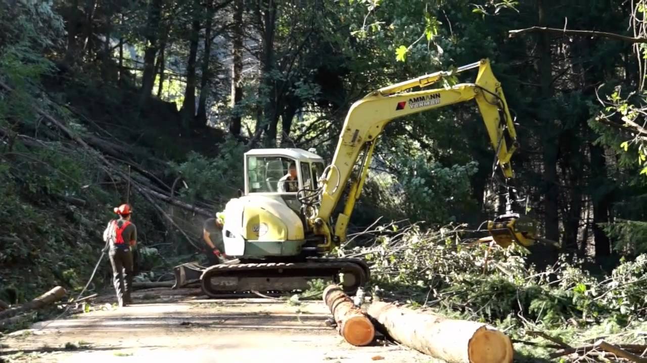 Si taglia il bosco per liberare la strada