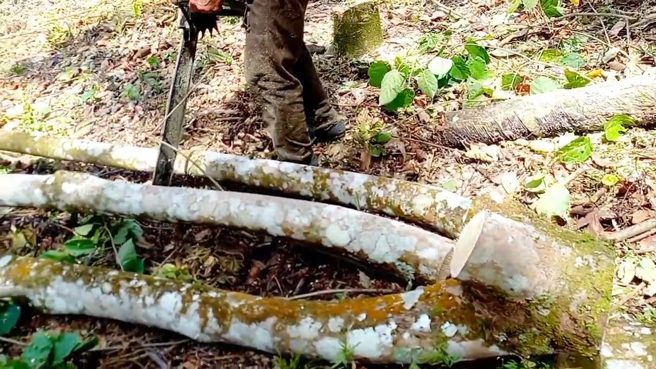 Rubber Trees Underligning and Public