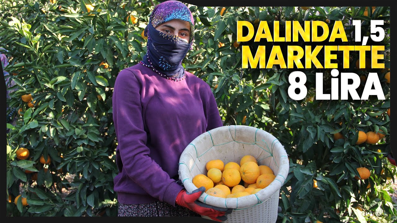 Mandalina Dalında 1 Lira 50 Kuruş, Markete Gelince 8 Liradan Satılıyor