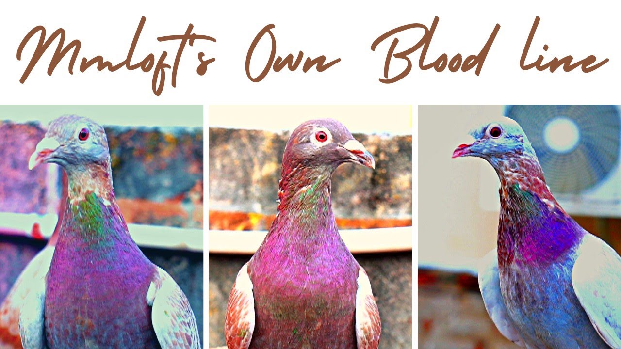MM Loft&rsquo;s Own Blood Line Youngsters #pigeon #racing pigeon #homingpigeons #pigeonbreed