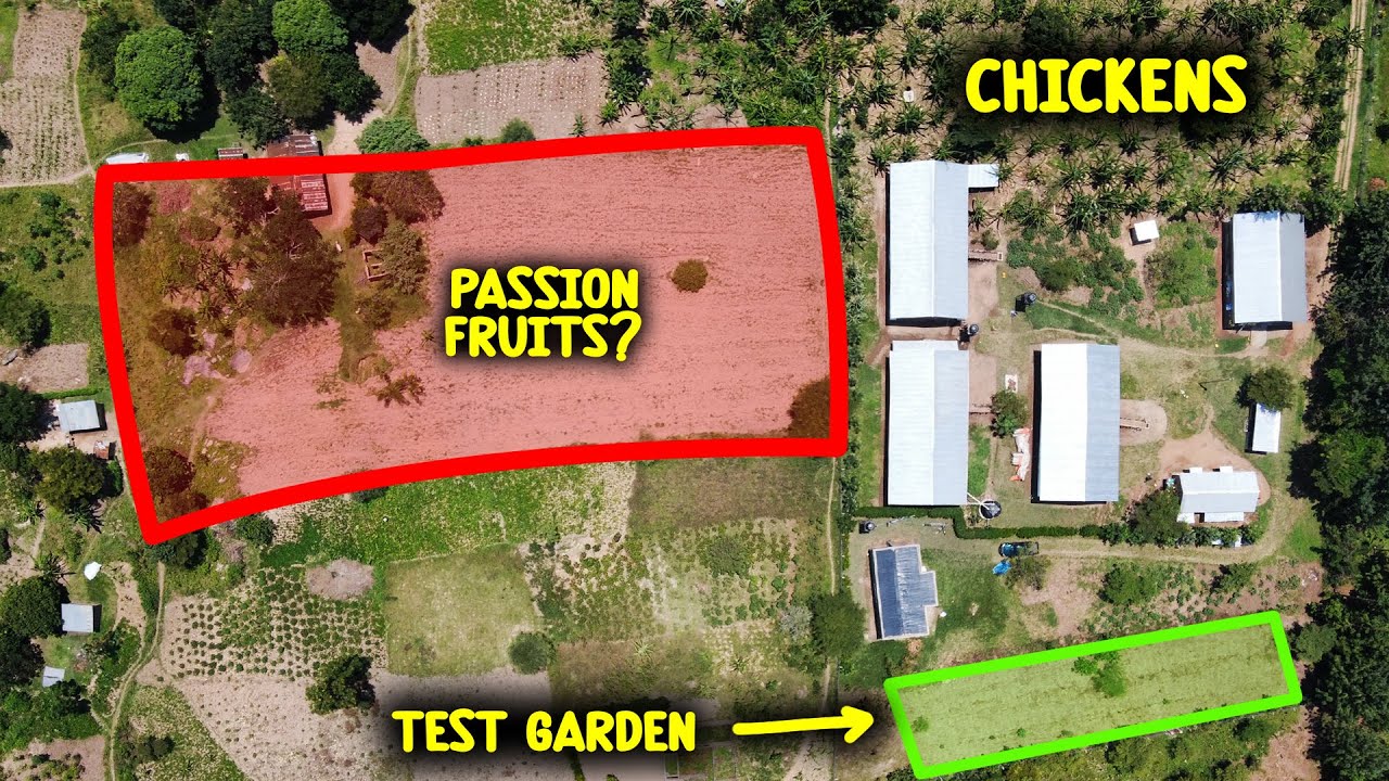 Passion Fruit Farming - My Next Big Thing!?