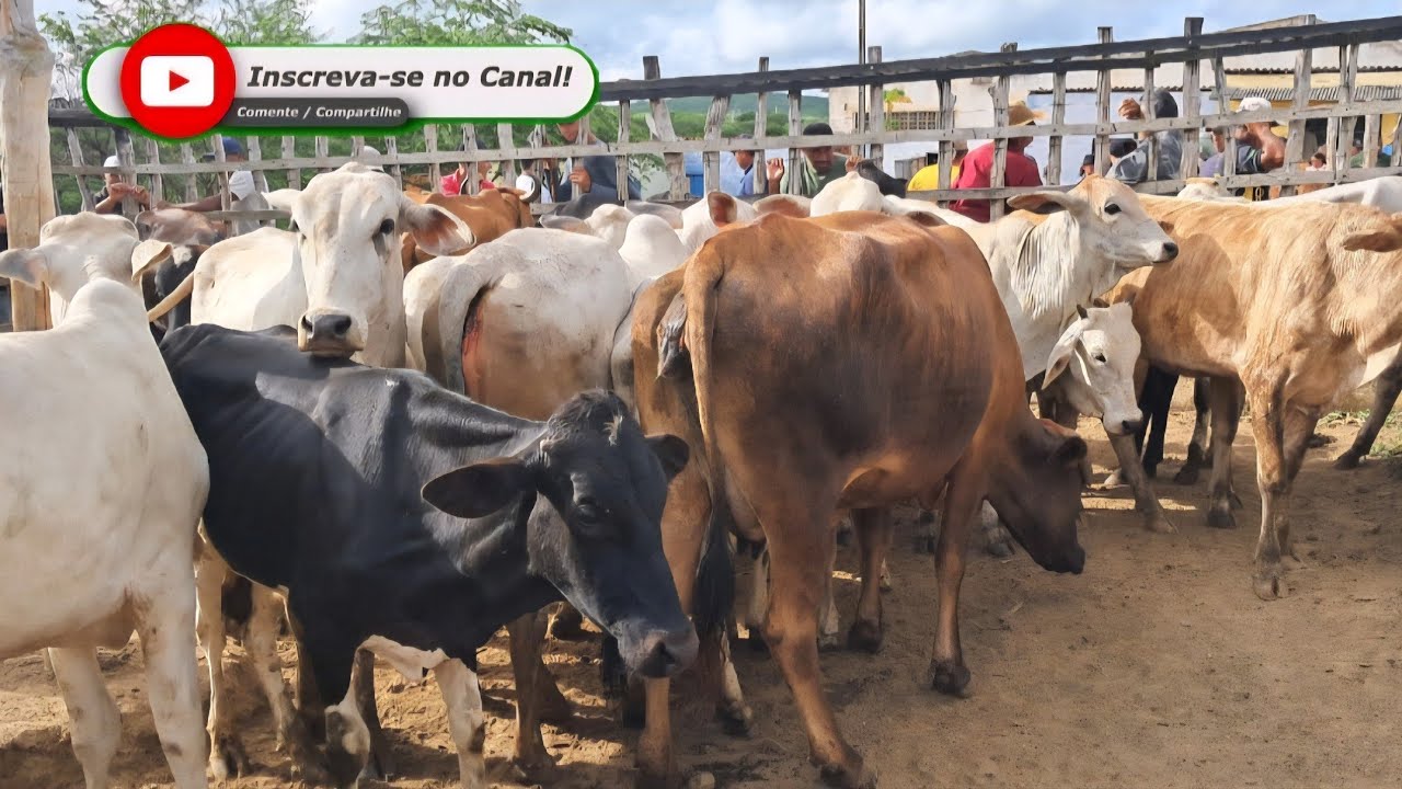 GADO DE QUALIDADE É NÓS PREÇOS EM: ARARA-PB!!! 