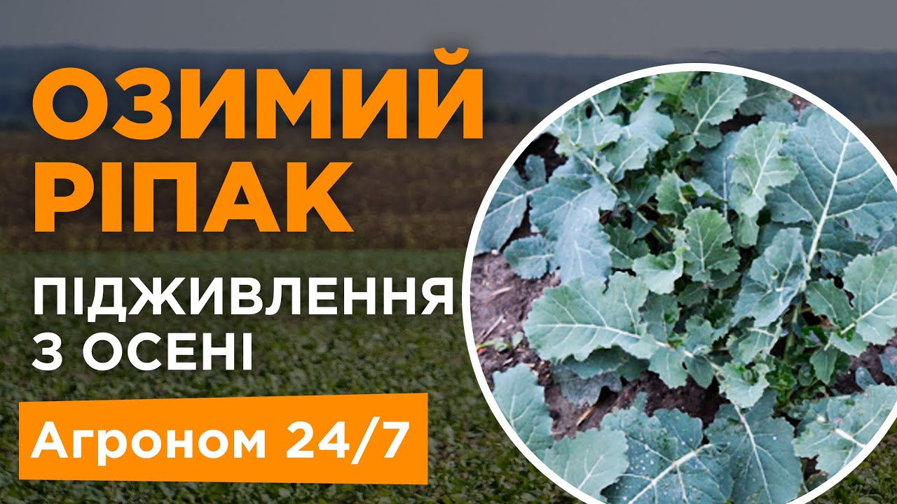Озимий ріпак підживлення з осені - Агроном 24/7