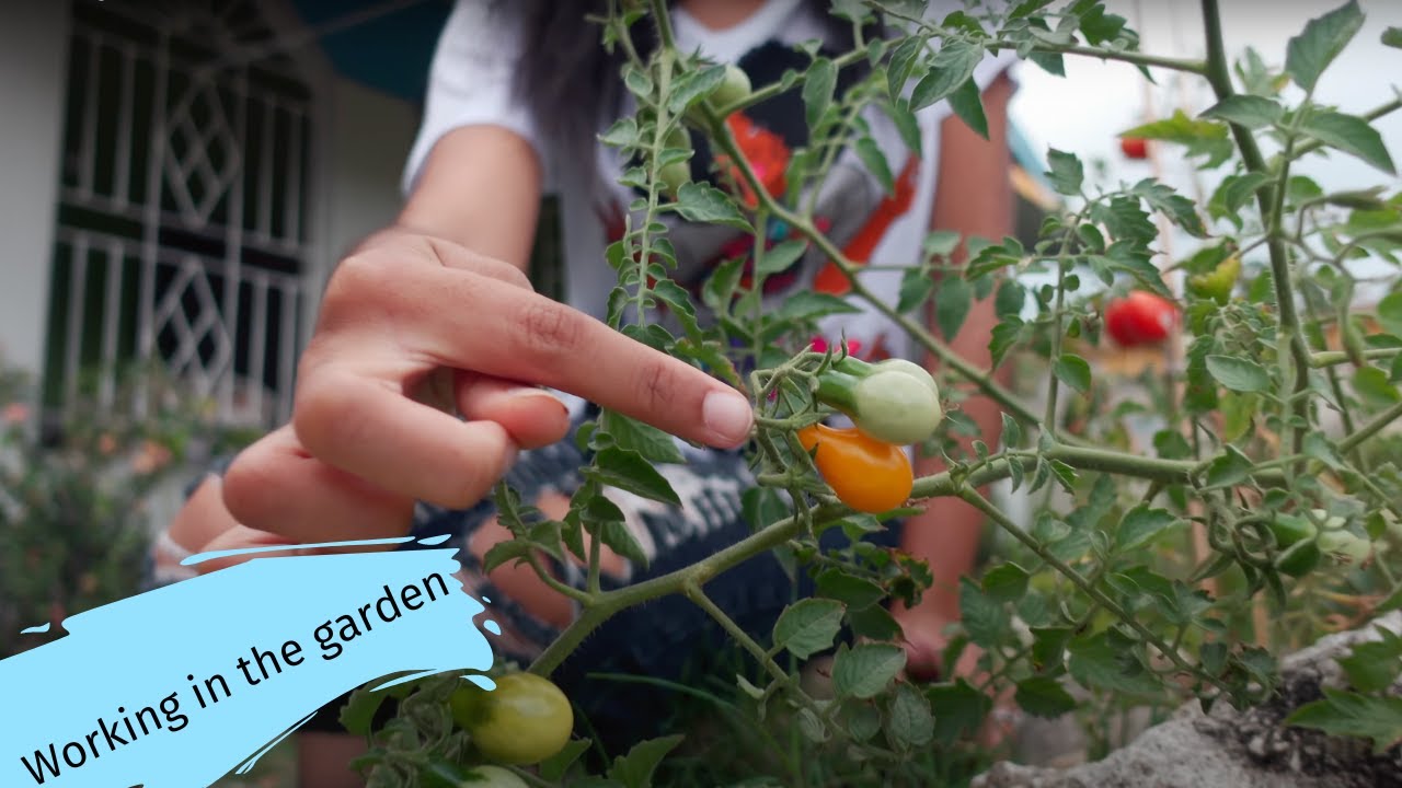 Harvesting Yellow Pear Tomatoes and more !