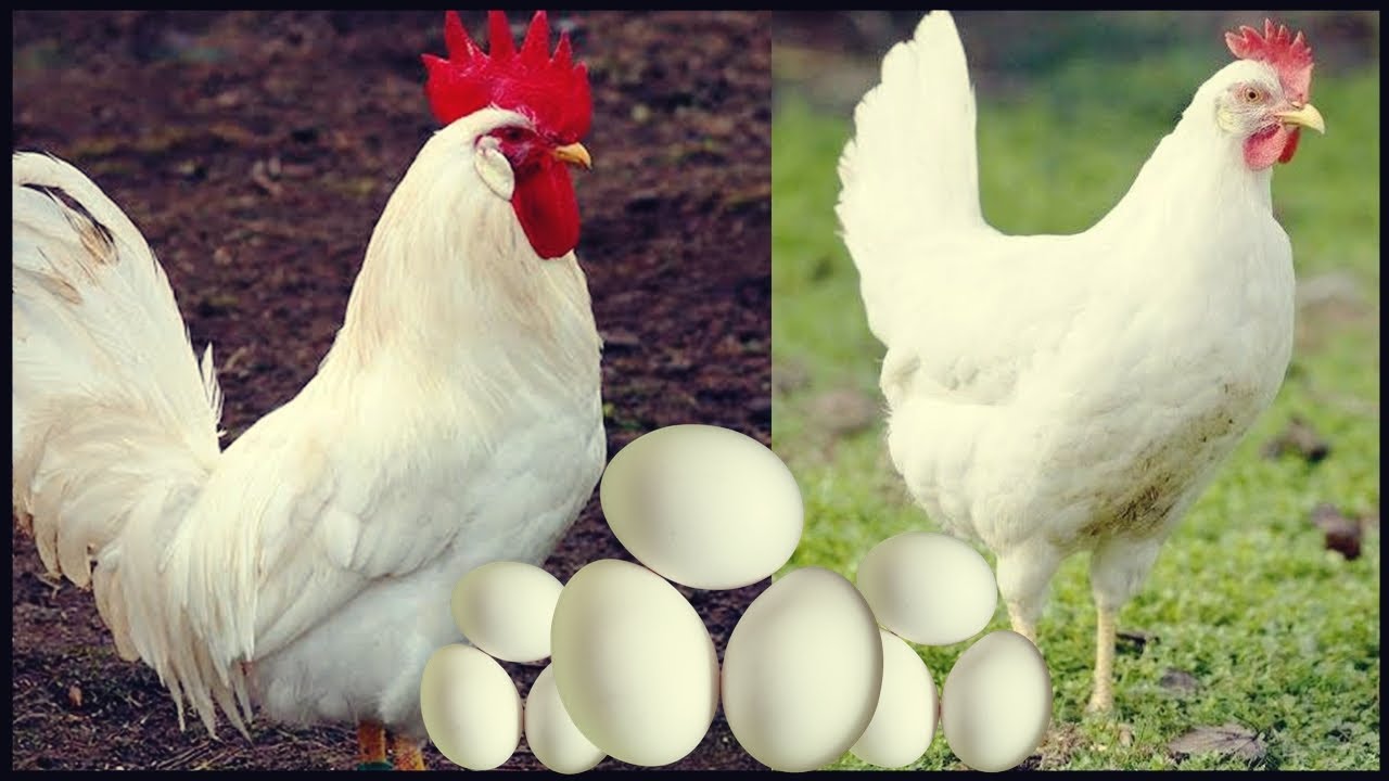 LEGHORN: A RAINHA DOS OVOS! PADRÃO DA RAÇA E CURIOSIDADES