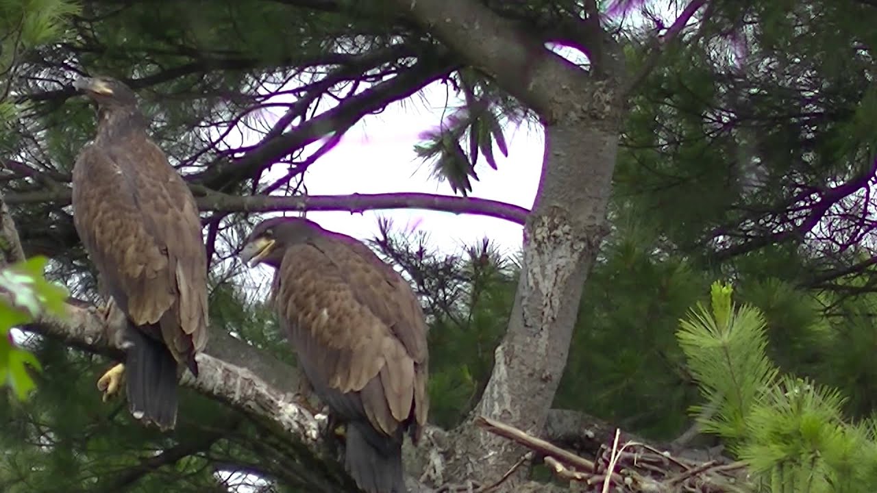Stunning Eaglets Learning to fly