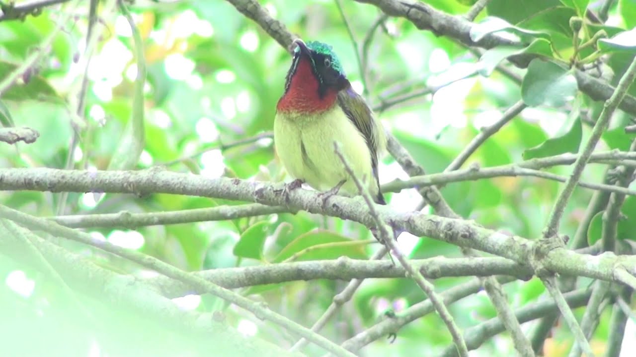 Fork tailed Sunbird - Singing and Mealing