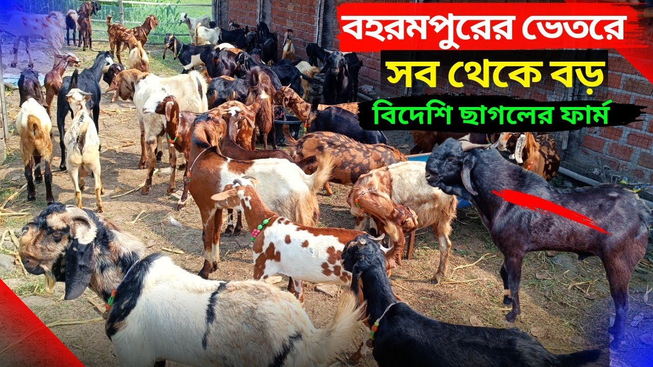 বহরমপুরের ভেতরে সবথেকে বড় বিদেশি ছাগলের খামার। mr farmer info.