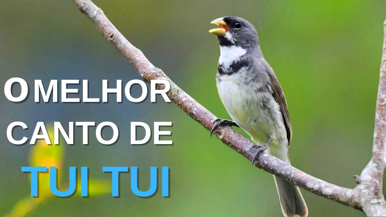 O MELHOR CANTO DE TUI TUI ZEL ZEL POR 10 HORAS
