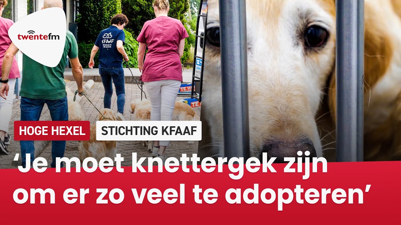 Stichting KFAAF uit Hoge Hexel redt zeven golden retrievers van de dood - Twente FM