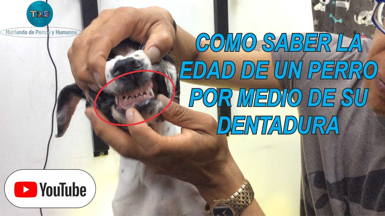 COMO SABER LA EDAD DE UN PERRO MEDIANTE SU DENTADURA | TIPS