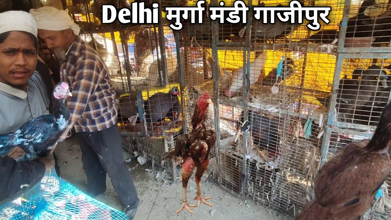 ग़ाज़ीपुर मुर्ग़ा बाज़ार रेट दिल्ली ॥Ghazipur Murga Mandi Delhi Today Price | wholesale price