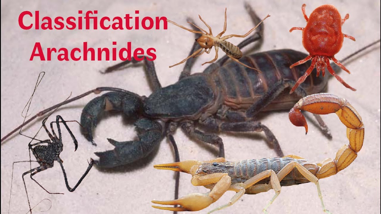 Les Arachnides (Zoologie)