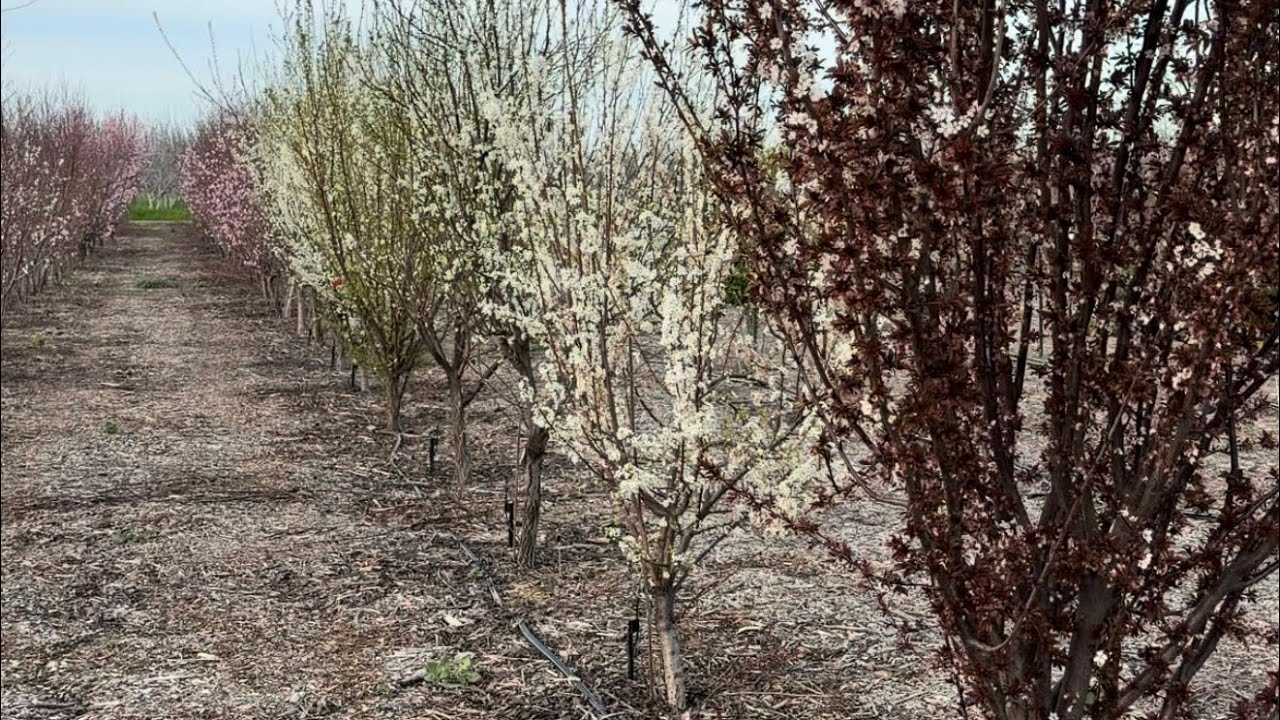 Walking Along the Younger Blocks of Plums on February 27, 2026