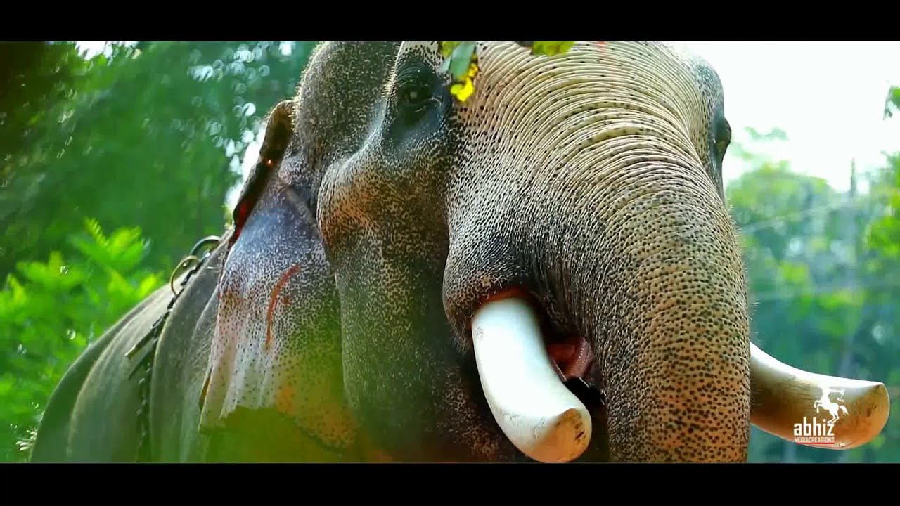 Anayadi pooram 2k19 sreekrishnasena THECHIKOTTUKAVU RAMACHANDRAN
