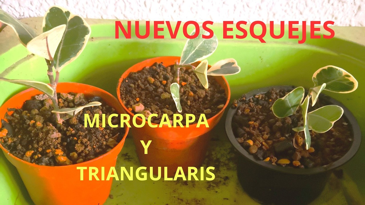 PINCHANDO NUEVOS ESQUEJES DE FICUS-- Ficus triangularis y microcarpa