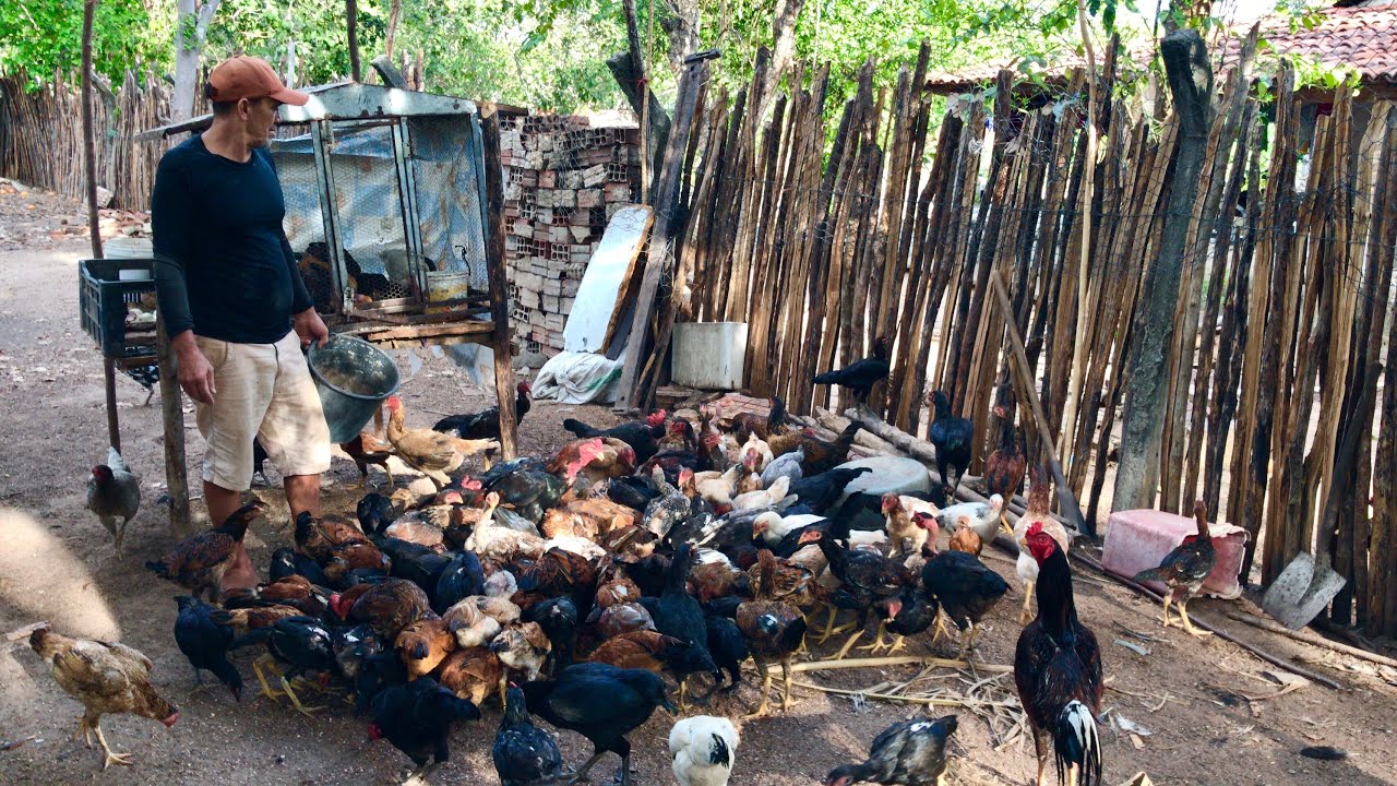VENDI MAIS 7 FRANGOS!🐔