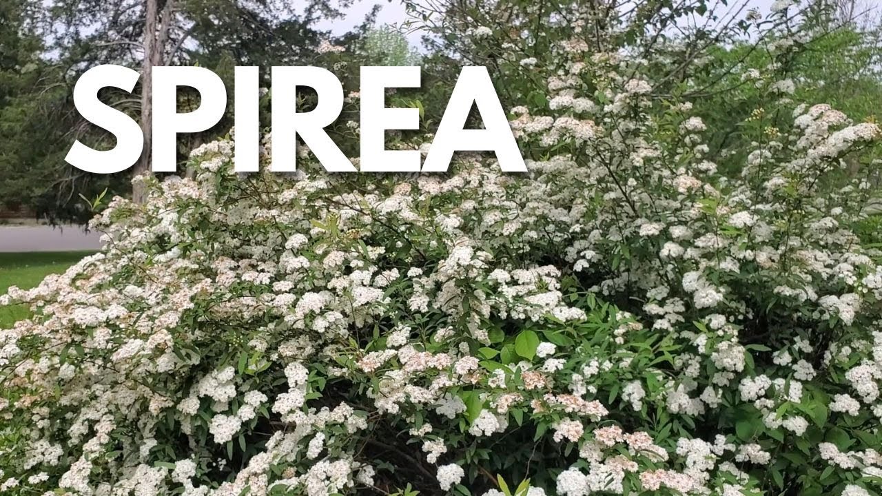 Bridal Wreath Spirea: A Gardener's Overview