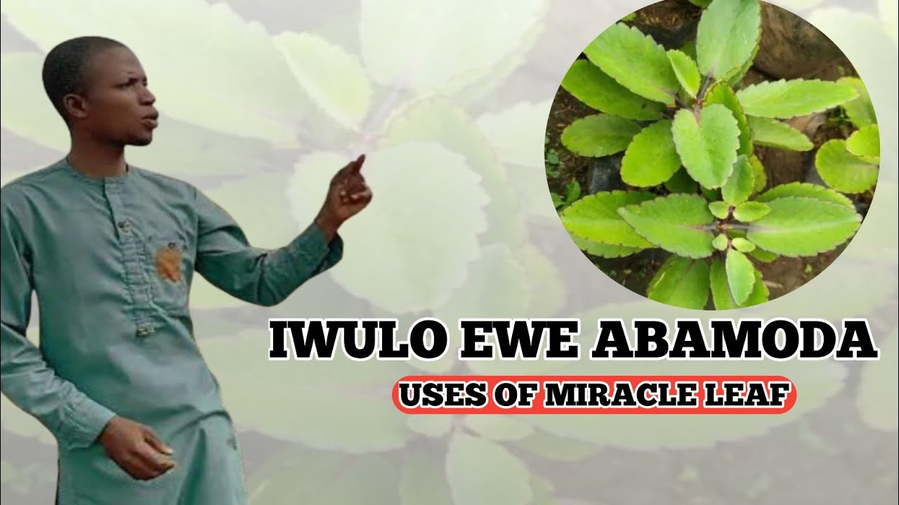 IWULO EWE ABAMODA @Dromoodoagbatv  iwulo,ewe abamoda funfun
