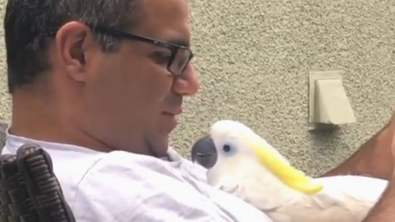 Rescue cockatoo is obsessed with dad, calls him papa