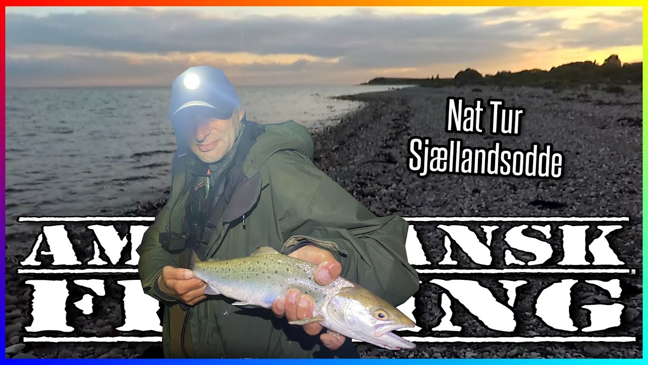 Havørred /Seatrout SjællandsOdde 10 - 11 Juni 2022
