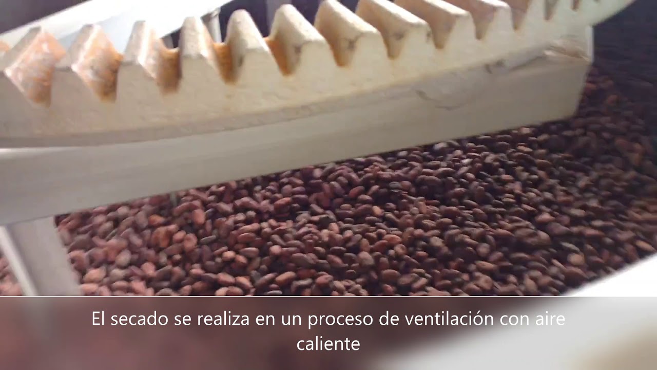 Secadora de Cacao  de Agrovision Group
