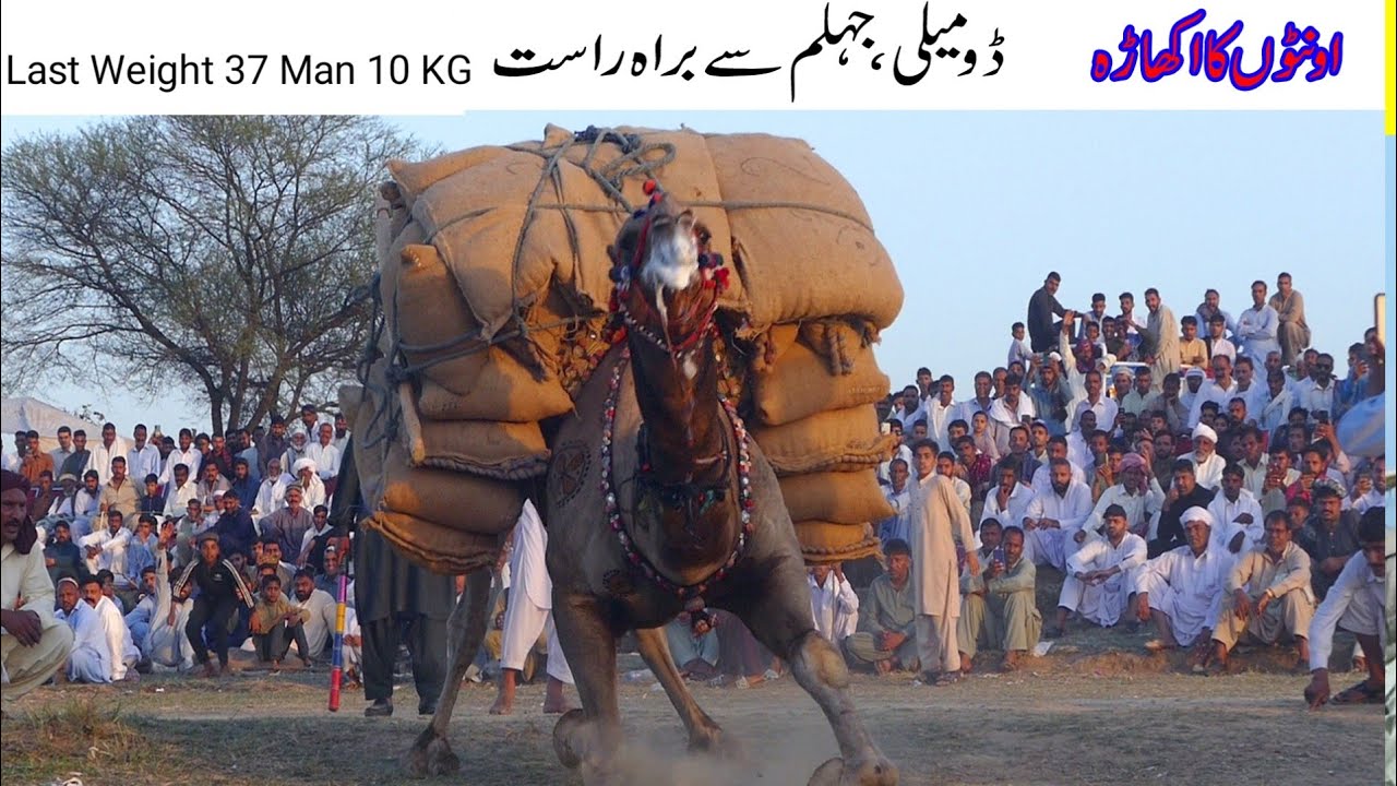 camel weightlifting domeli jhelum pakistan | 37 mann 10 kg | 20/3/2022 | Camel Weightlifting 2022