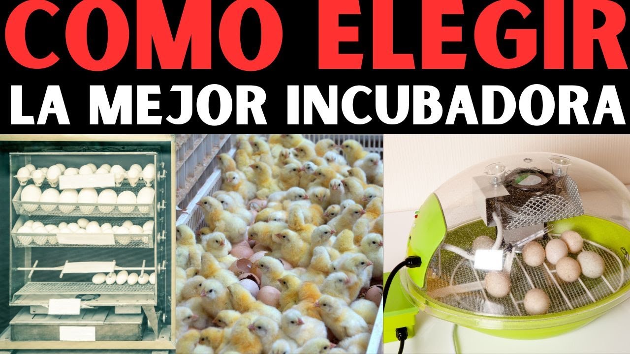 La gu&iacute;a definitiva para elegir la incubadora perfecta